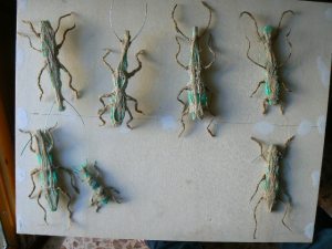 Insetti, Un nome nel vento, Versiliadanza