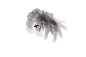 2.volo di uccello catturato